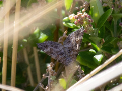 Xanthorhoe strumosata