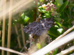 Xanthorhoe strumosata