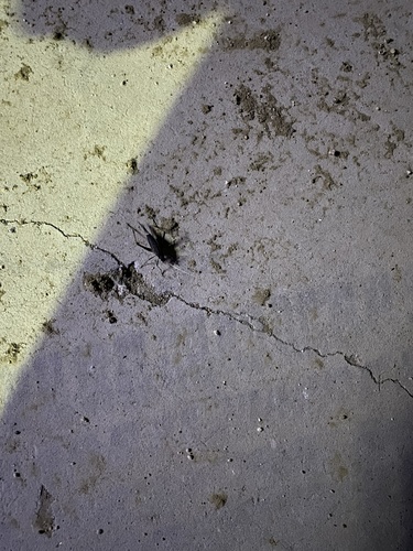 Asian Bell Cricket