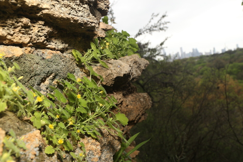 Image of Eucnide bartonioides by (c) Reid Hardin, some rights reserved (CC BY)