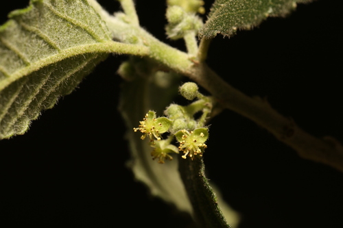 Image of Bernardia myricifolia by (c) Reid Hardin, some rights reserved (CC BY)
