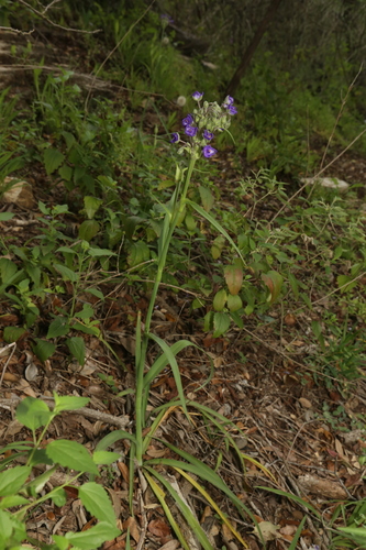 Image of Tradescantia gigantea by (c) Reid Hardin, some rights reserved (CC BY)
