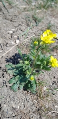 Ranunculus oxyspermus