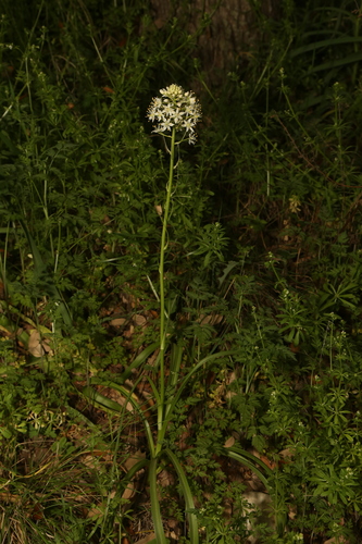 Image of Toxicoscordion nuttallii by (c) Reid Hardin, some rights reserved (CC BY)