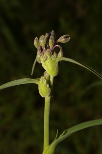 Image of Tradescantia gigantea by (c) Reid Hardin, some rights reserved (CC BY)