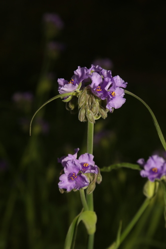 Image of Tradescantia gigantea by (c) Reid Hardin, some rights reserved (CC BY)