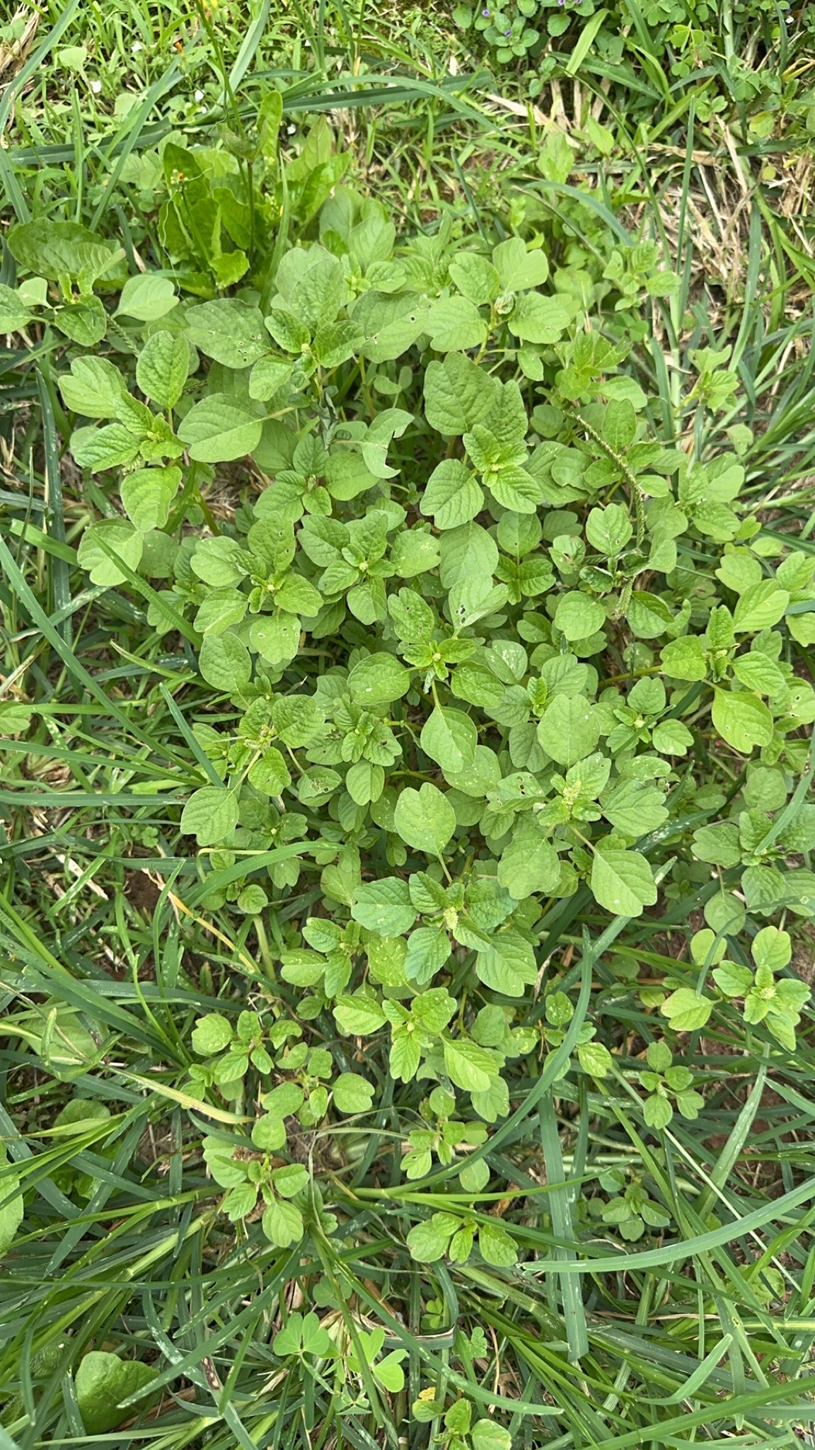 Amaranthus blitum