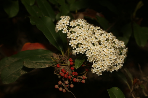 Photinia serratifolia