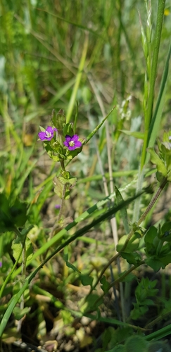 Image of Legousia hybrida by no rights reserved