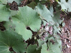 Petasites formosanus