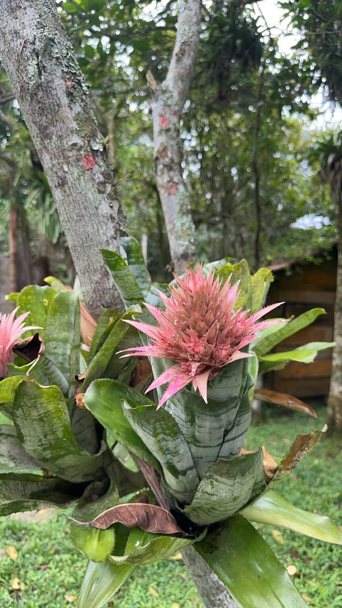 Imagem de Bromélia