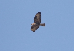 Socotra Buzzard photo 5