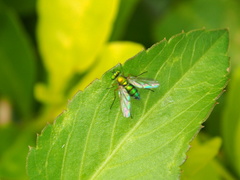 Chrysosoma globiferum