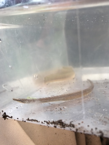 Freshwater Pipefish (Pseudophallus mindii) — Syngnathidae