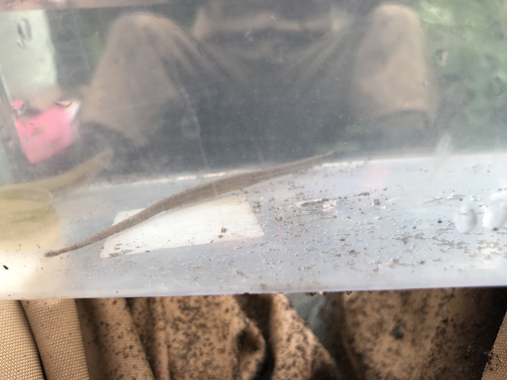 Freshwater Pipefish