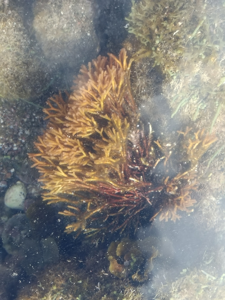 Photo of Rough Galaxaura (Galaxaura rugosa)