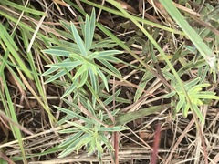 Lasiosiphon capitatus