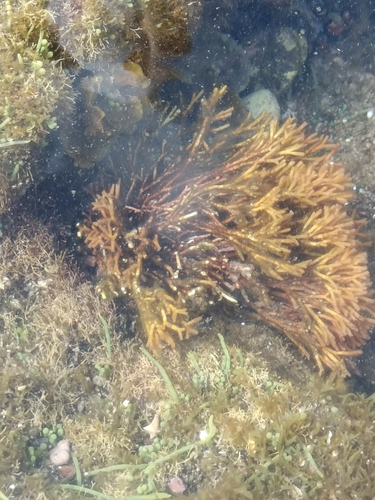 Photo of Rough Galaxaura (Galaxaura rugosa)