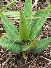 Ledebouria revoluta