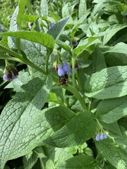 Symphytum