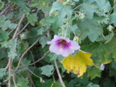 Malva subovata bicolor