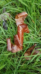 Betula utilis albosinensis