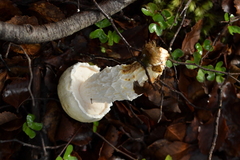 Austroboletus niveus
