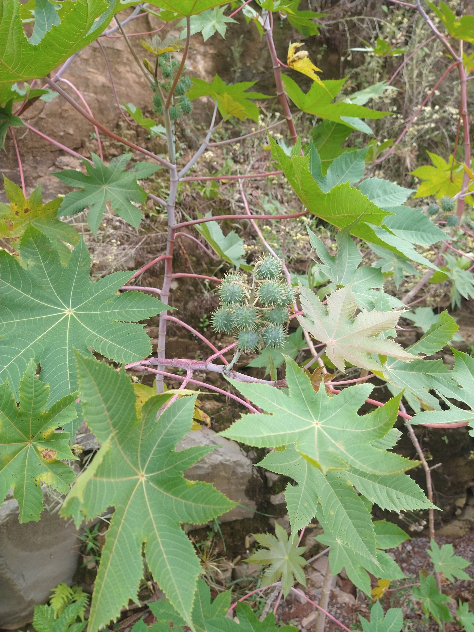 Ricinus communis