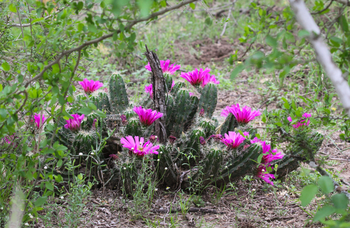 Strawberry Cactus