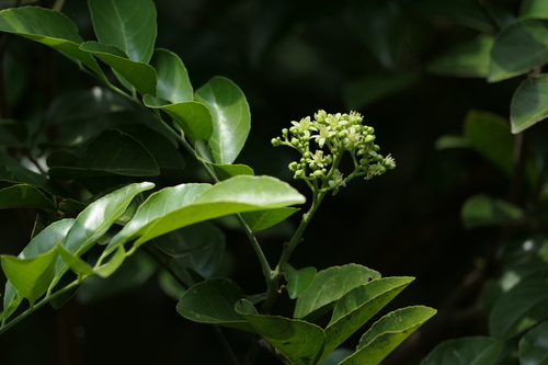 Clausena indica observed 2024-01-21