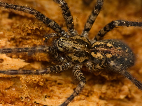 Charcoal Spider