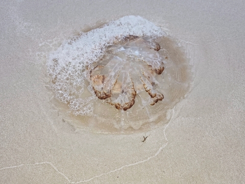 Mushroom Jelly photographed in Alabama