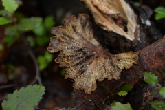 Polyporus nigrocristatus