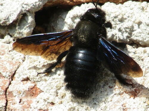Violet carpenter bee