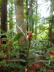 Alpinia shimadae