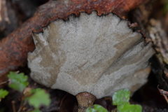 Polyporus nigrocristatus