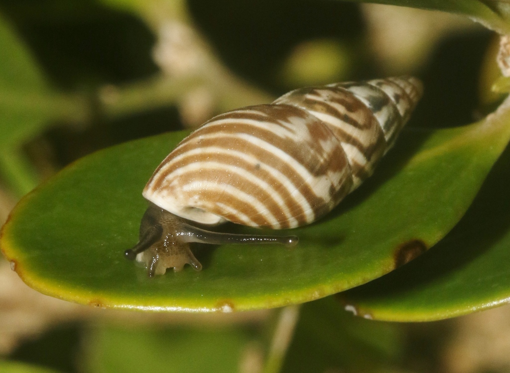 Achatinelloides acutus