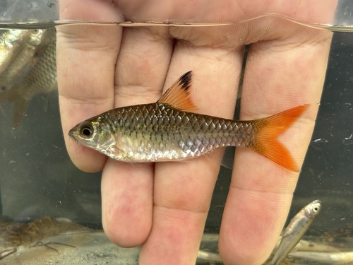 Guiral's barb (Enteromius guirali) — Cyprinidae