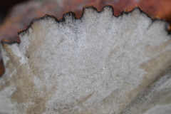 Polyporus nigrocristatus