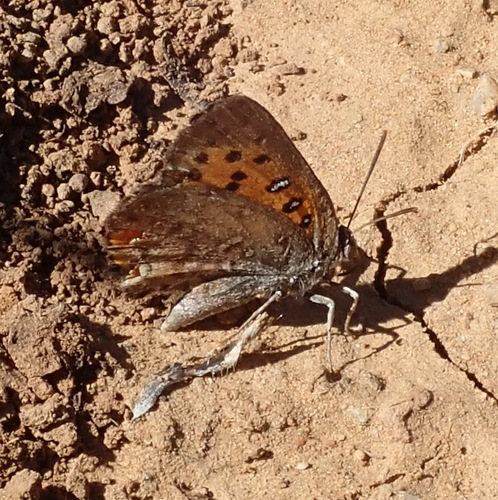 Aloeides carolynnae