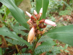 Alpinia shimadae