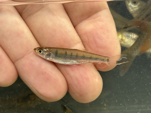 Senegal-sardijn (Raiamas senegalensis) — Cyprinidae — 2