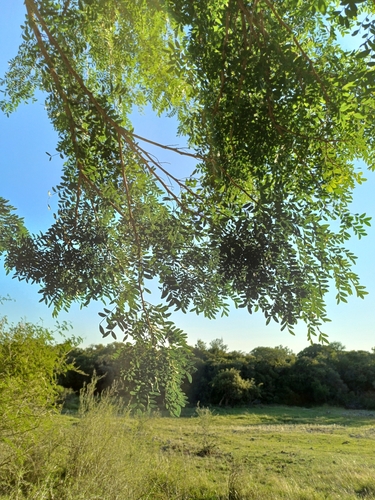 Image of Espina De Corona (Gleditsia amorphoides) by (c) Agustina Medina, some rights reserved (CC BY)