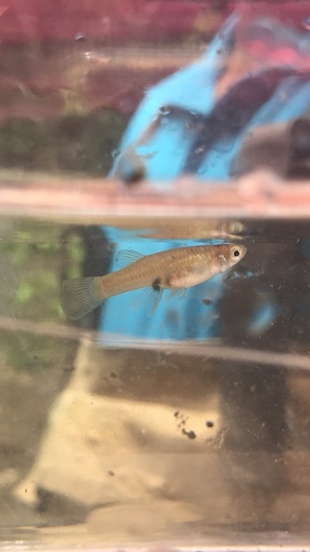 Cascajal livebearer (Brachyrhaphis cascajalensis) — Poeciliidae — 4