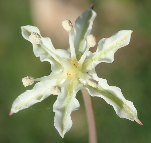 Image of Pearl Snowflake by (c) Nicola van Berkel, some rights reserved (CC BY-SA)