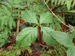 Chloranthus oldhamii