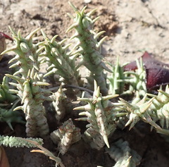 Tridentea gemmiflora