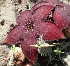 Tridentea gemmiflora