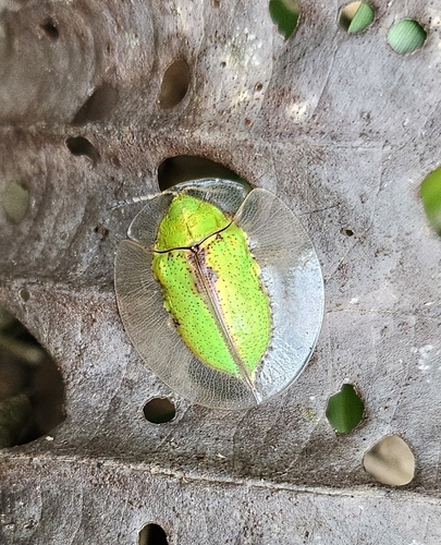 Platycycla deruta