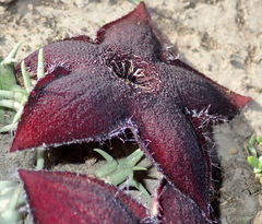 Tridentea gemmiflora